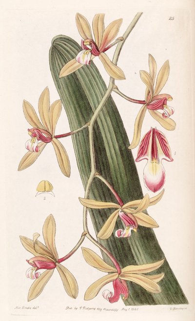Cymbidium aloifolium door Miss Drake